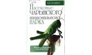 Насекомые Чарынского национального парка